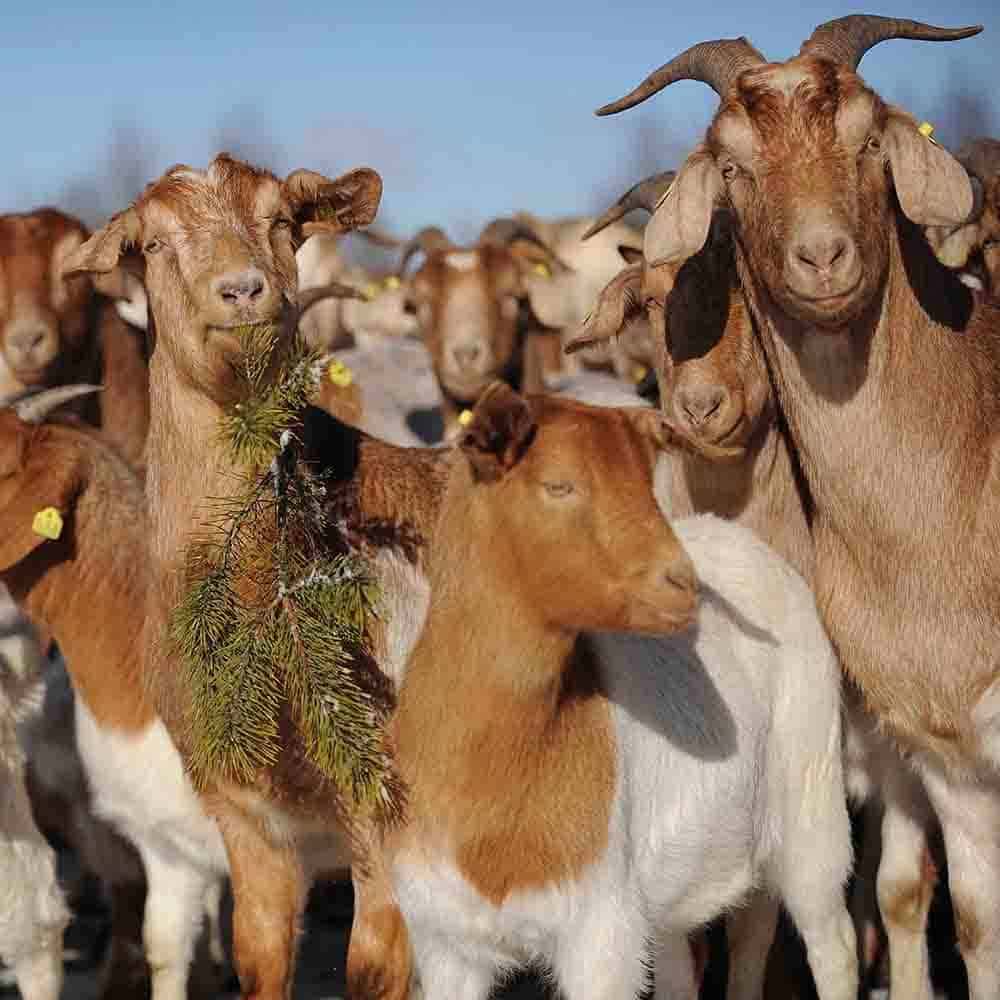 Heathland goats - Heidländer products | Photo: Angela Kraft