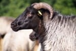 Heidschnucke im Porträt | VNP Stiftung