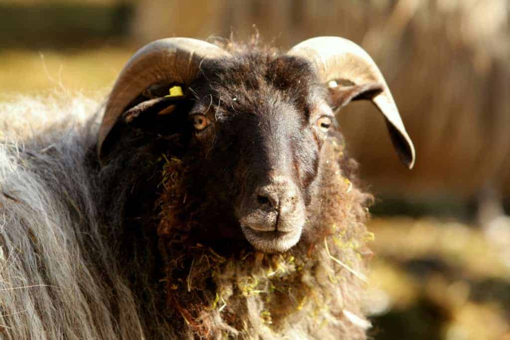 Heidschnuckenporträ | VNP Stiftung