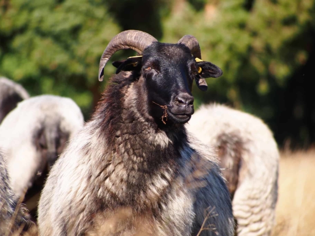 Heidschnucke portrait | VNP Stiftung Naturschutzpark