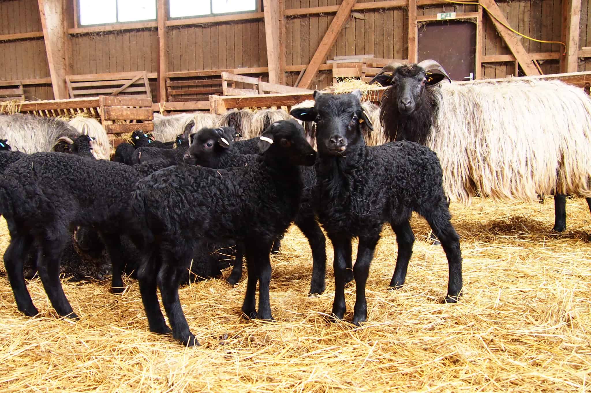 Heidschnucken lambs in the sheep shed | VNP Stiftung