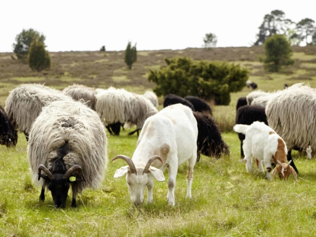 Heidschnucken and goats grazing side by side in harmony | Photo: Christian Burmester