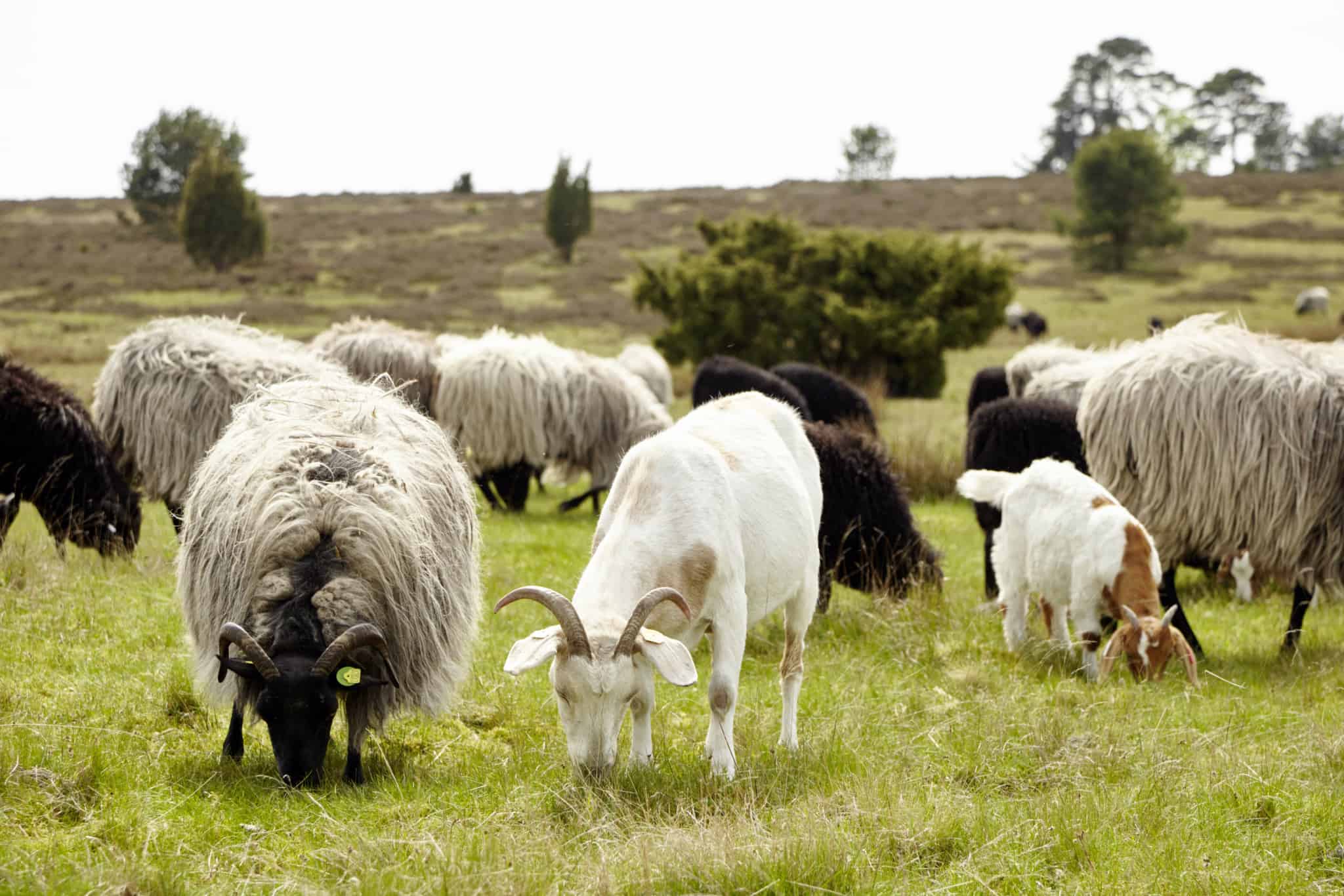 Heidschnucken und Ziegen grasen einträchtig nebeneinander | Foto: Christian Burmester