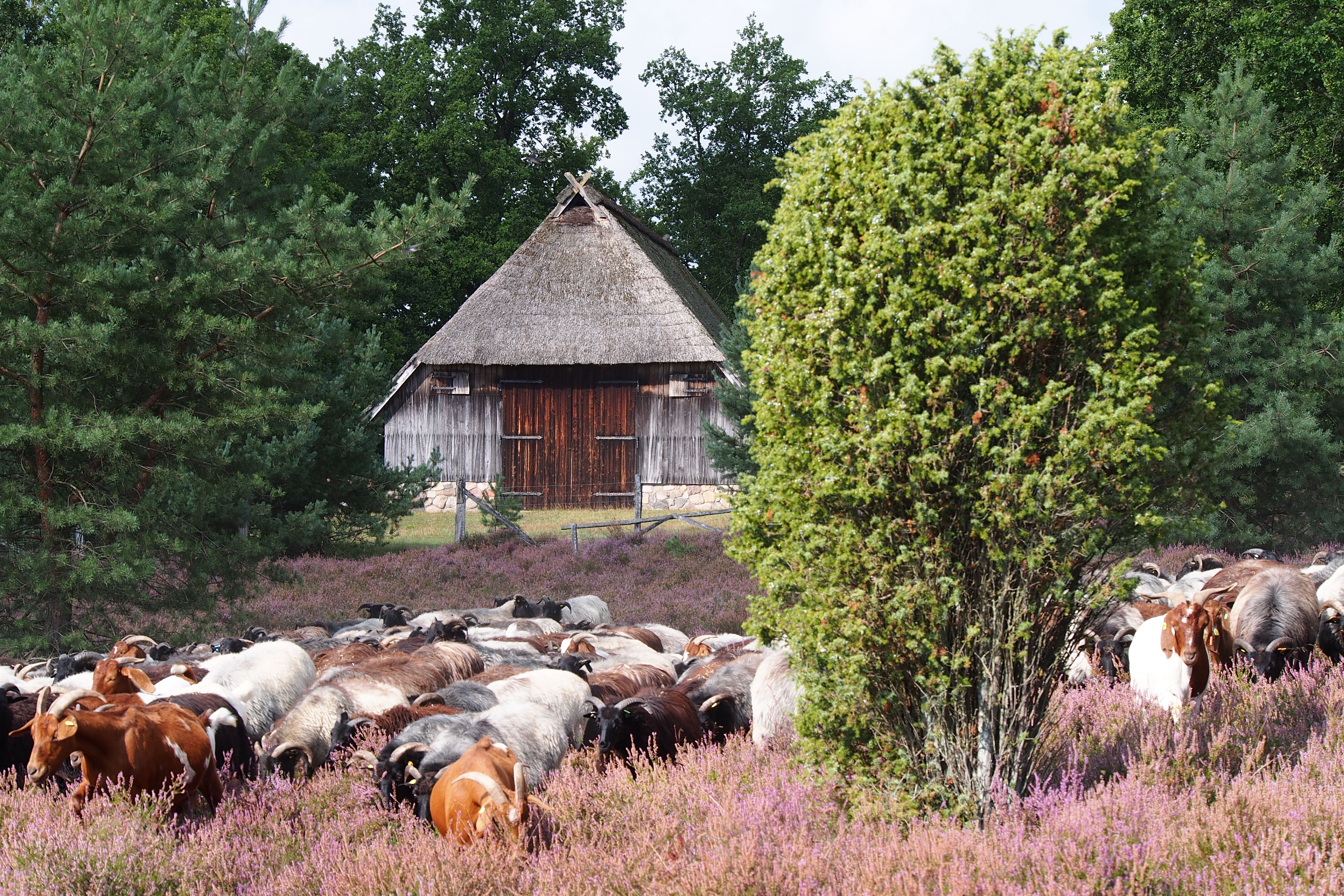 Heidschnucken flock in flowering heather in front of sheep shed | Photo: VNP Stiftung Naturschutzpark Lüneburger Heide