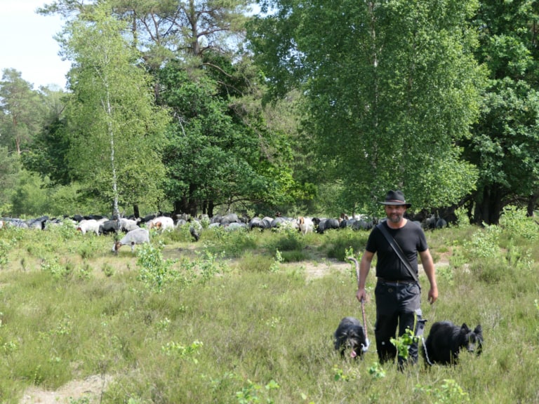 Methoden der Heidepflege | VNP Verein Naturschutzpark Lüneburger Heide