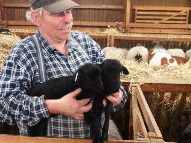 Heidschnucken lambs with shepherd in the sheep shed | VNP Stiftung