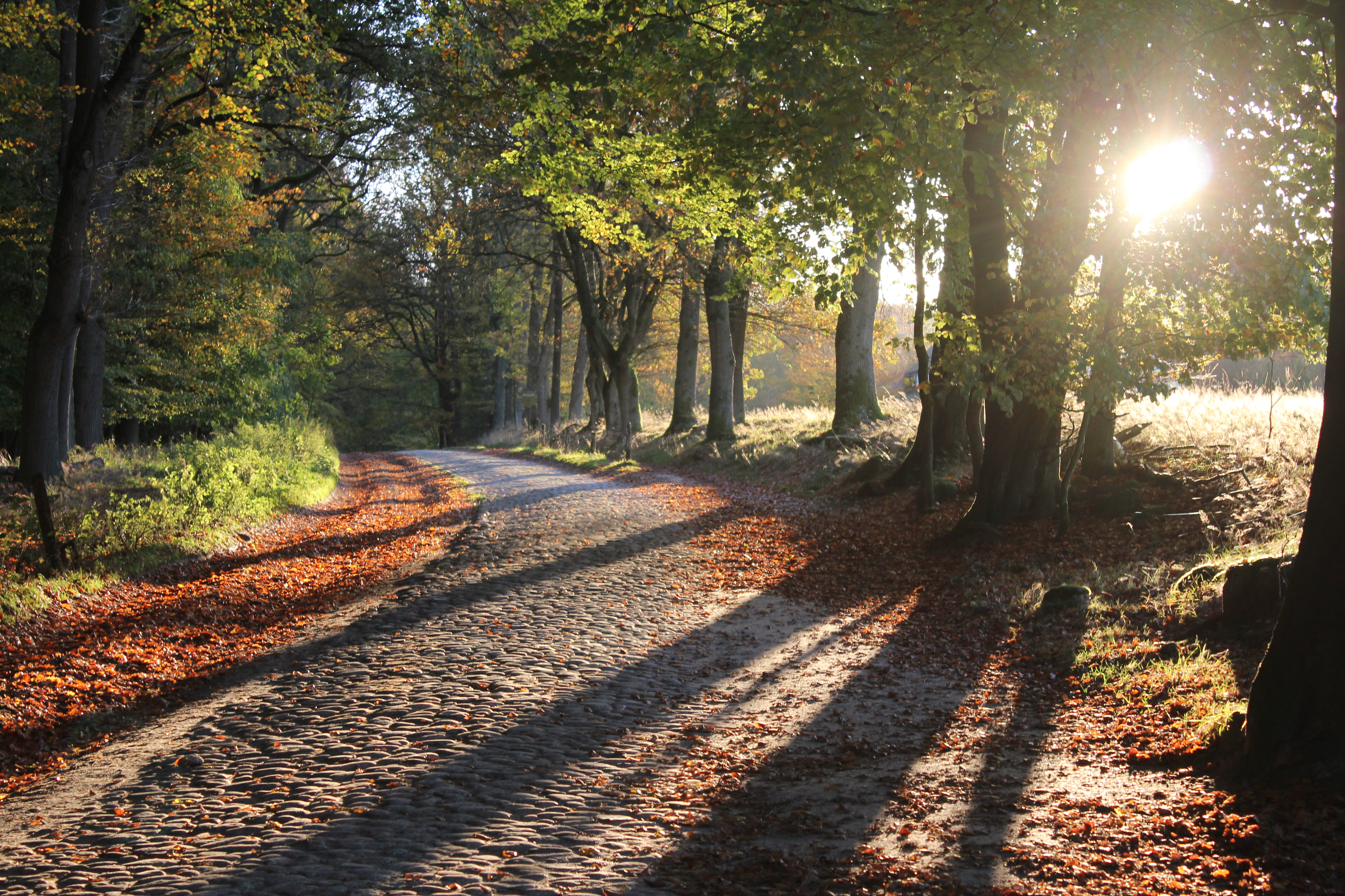 Herbststimmung in Oktober im Naturschutzgebiet | Foto: VNP Stiftung Naturschutzpark Lüneburger Heide