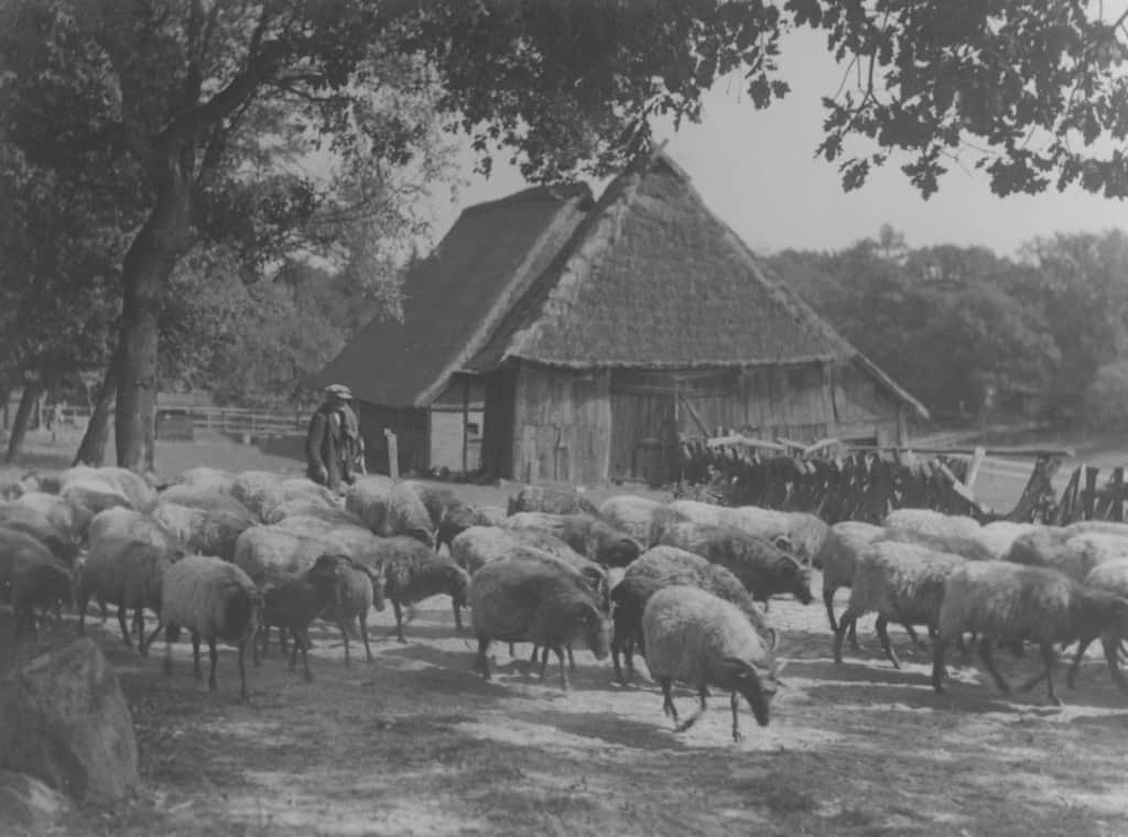 Historische Aufnahme: Schäfer mit Heidschnuckenherde | VNP Stiftung