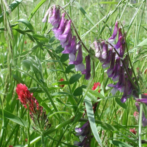 Inkarnatklee (Trifolium incarnatum) und Wicken