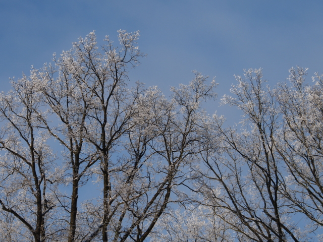 Winter: Bare trees with hoarfrost in the nature reserve | Photo: VNP Stiftung Naturschutzpark Lüneburger Heide