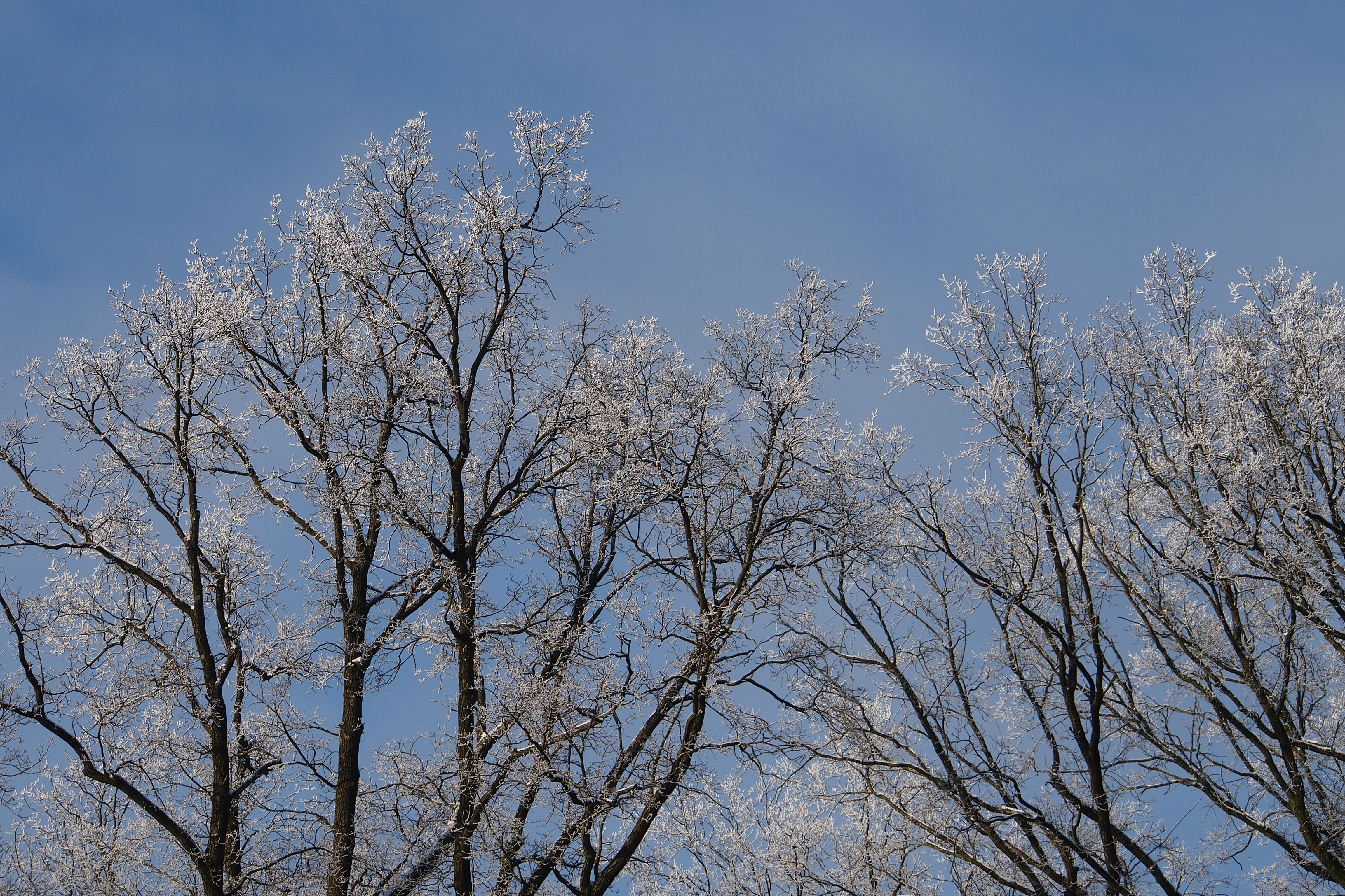 Winter: Kahle Bäume mit Raureif im Naturschutzgebiet | Foto: VNP Stiftung Naturschutzpark Lüneburger Heide