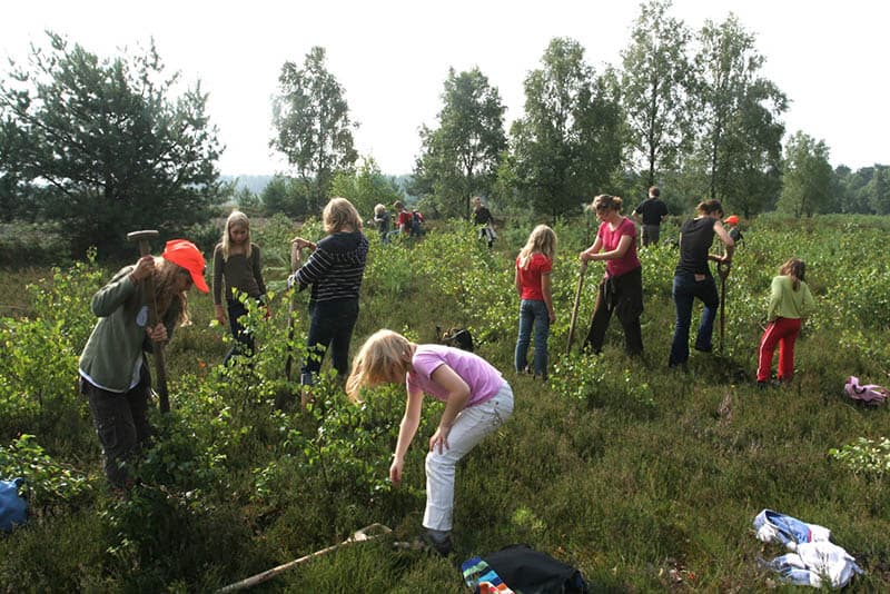 Children are clearing scrubs from the heathland | VNP Stiftung