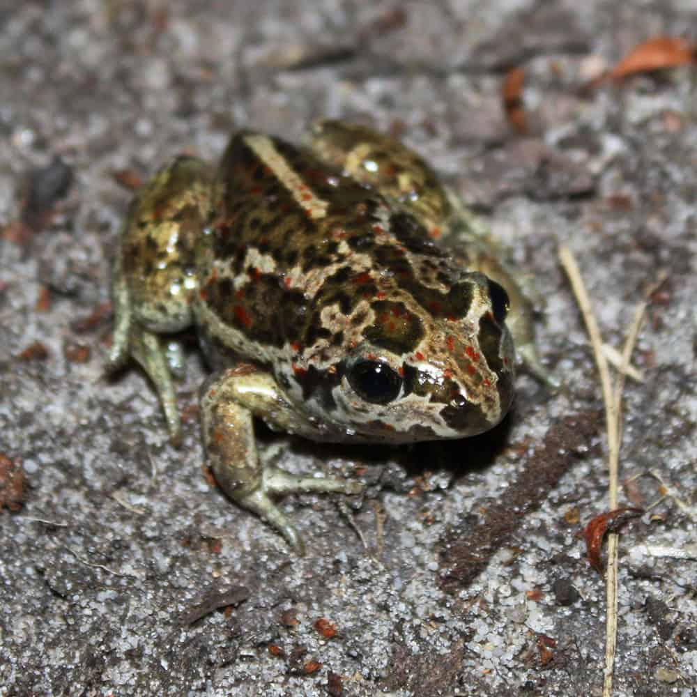 Garlic toad (Pelobates fuscus) | VNP Stiftung
