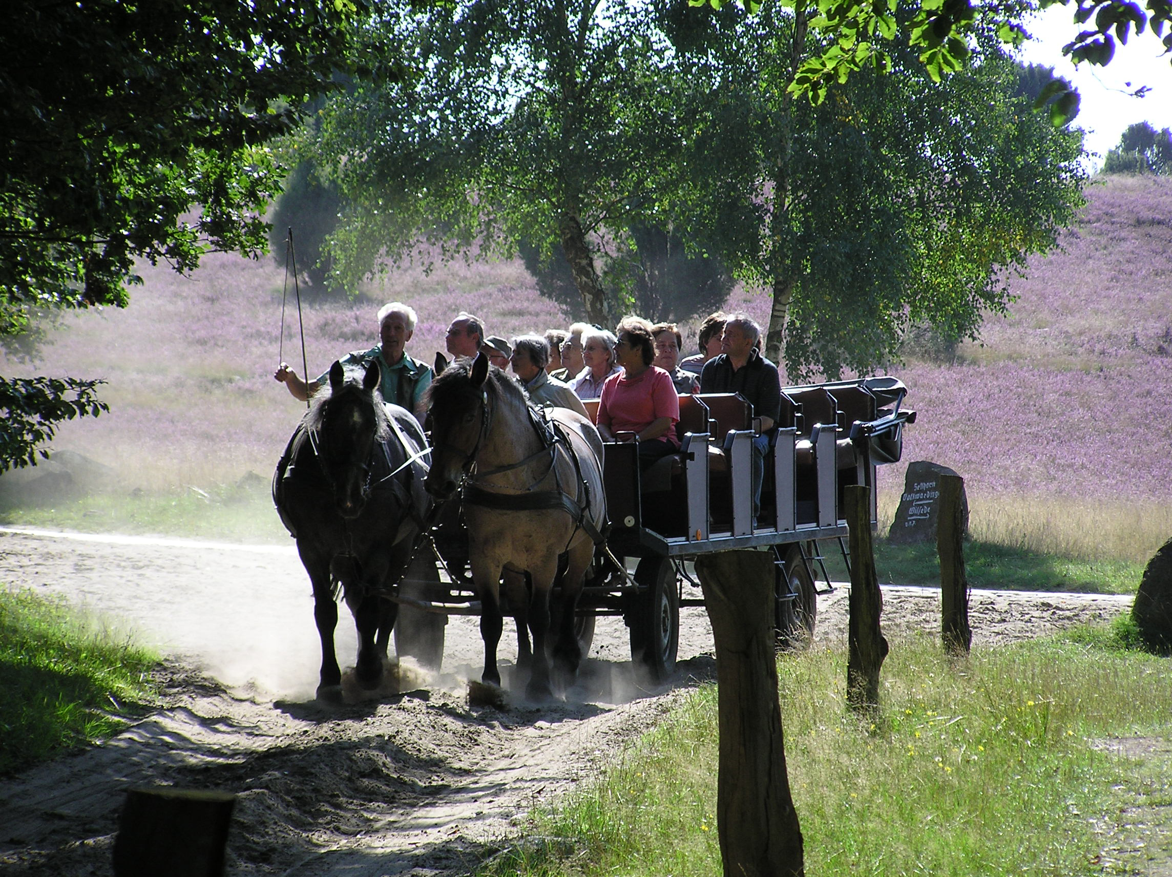 Heather blossoming: carriage ride through the Lueneburg Heath | Photo: VNP Stiftung Naturschutzpark Lüneburger Heide