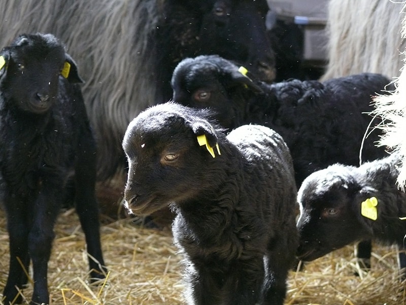 Lambing season in the Lueneburg Heath | VNP Stiftung