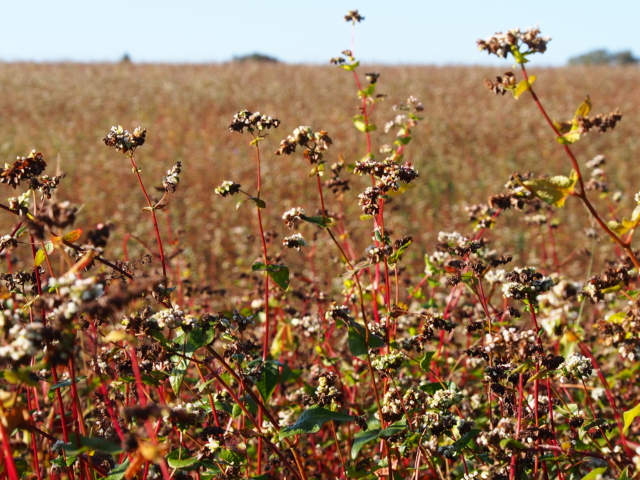 Landschaftpflegehof Hof Tütsberg: Buchweizenfeld | Foto: VNP Stiftung Naturschutzpark Lüneburger Heide