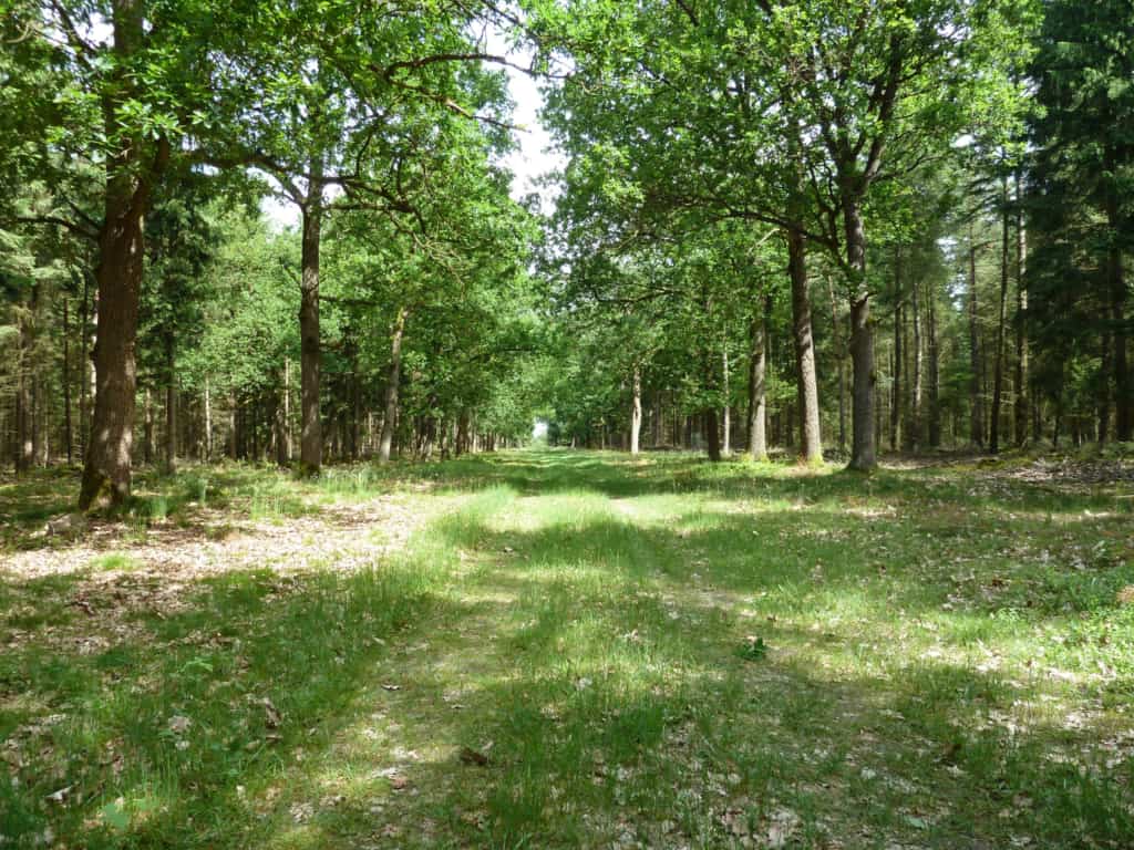 Lichter Mischwald | VNP Stiftung
