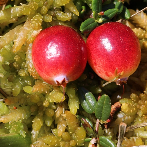 Fruits of the cranberry (Vaccinium oxycoccos) | VNP Stiftung