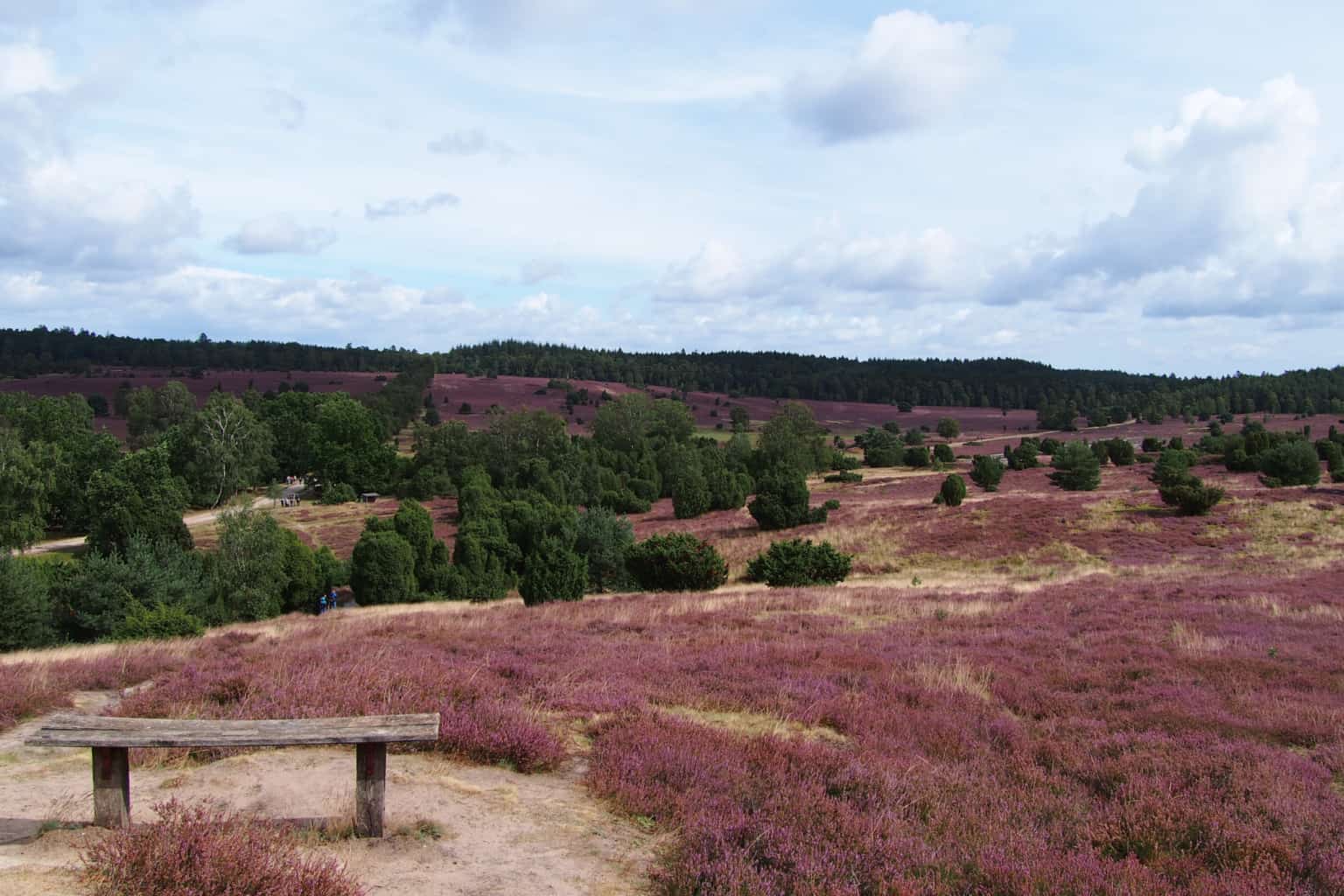 Seit 1909 Hüter der Heide: Verein & Stiftung Naturschutzpark Lüneburger ...