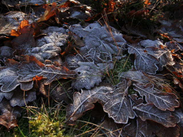 November: Oak leaves with hoarfrost | Photo: VNP Stiftung Naturschutzpark Lüneburger Heide