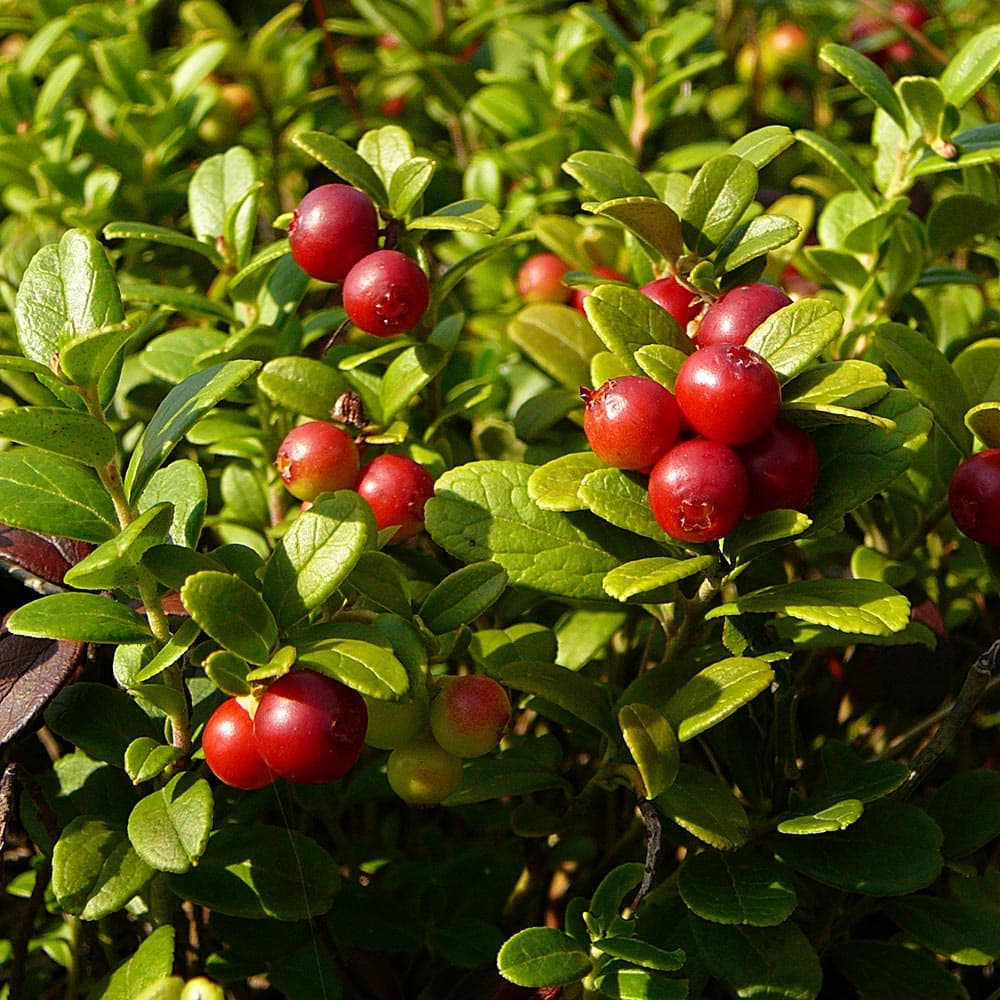 Lingonberry (Vaccinium vitis-idaea) | VNP Verein Naturschutzpark