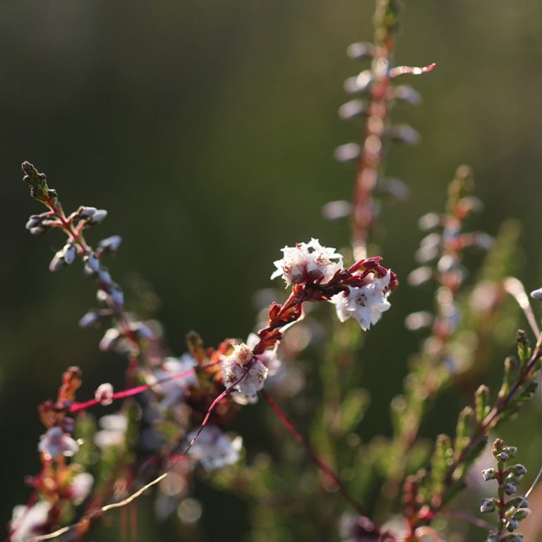 Dodder/hellweed (Cuscuta epithymum) | VNP Verein Naturschutzpark