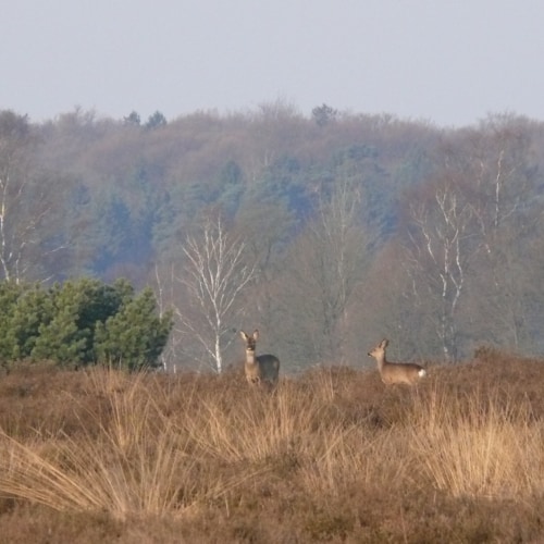 Roe deer encounter in the Lueneburg Heath on an autumn morning | VNP Stiftung