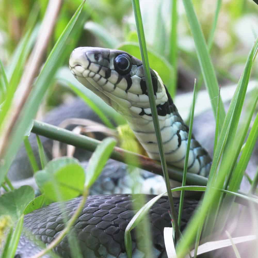 Grass snake/ringed snake (Natrix natrix) | VNP Stiftung