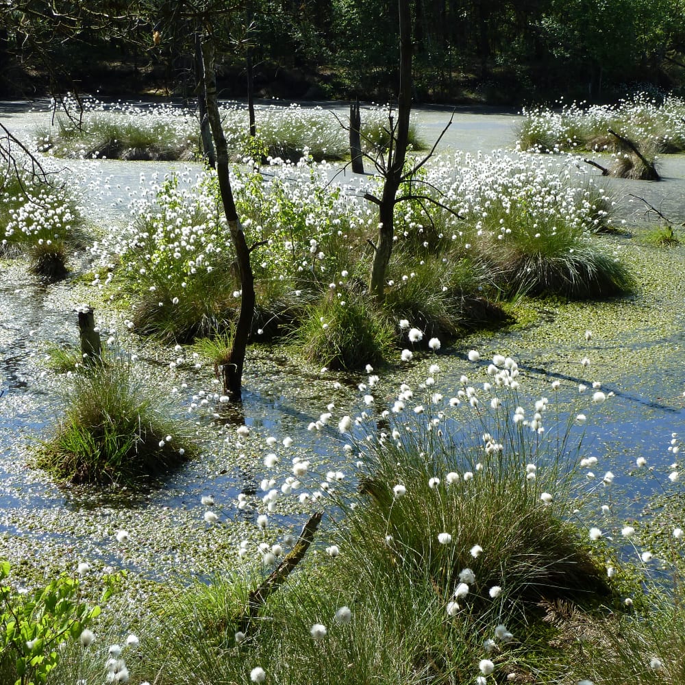 "Flowering" Hare's tail cotton grass (Eriophorum vaginatum) | VNP Verein Naturschutzpark