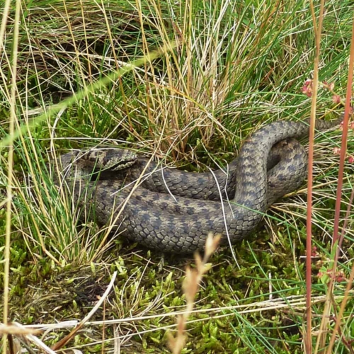 Smooth snake (Coronella austriaca) | VNP Stiftung