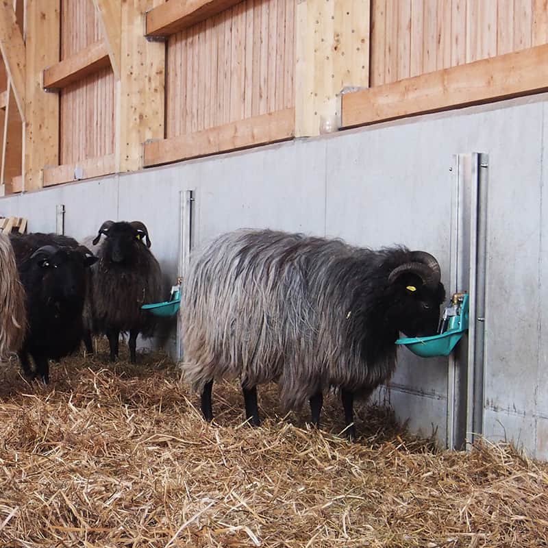 Heidschnucken watering trough in the sheep shed | VNP Stiftung