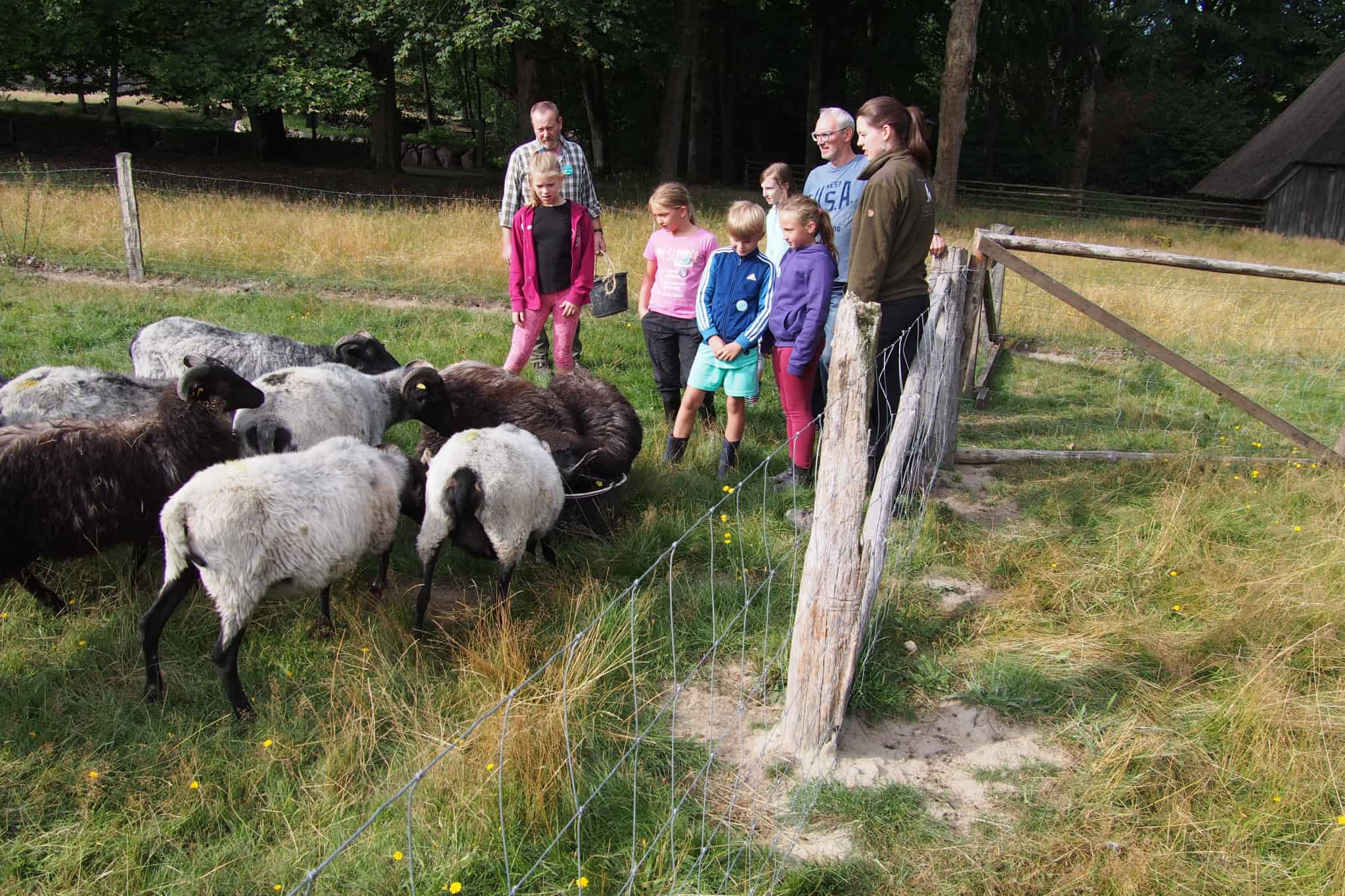 Working with the Heidschnucken at the school farm Hillmershof | VNP Children's Academy