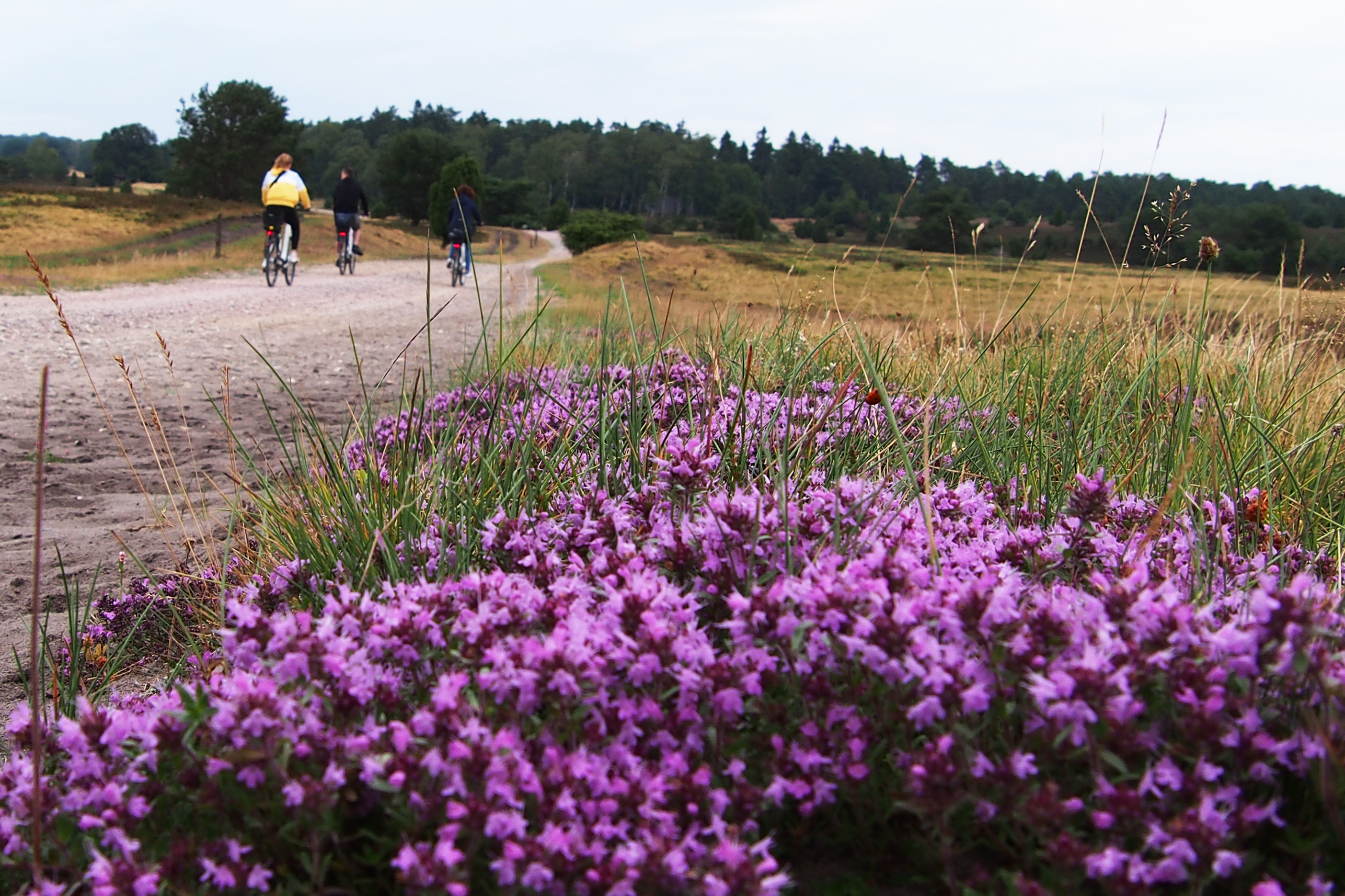 Summer: Thyme blossom in July | Photo: VNP Stiftung Naturschutzpark Lüneburger Heide