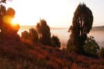 Heideblüte: Sonnenaufgang im Naturschutzgebiet | VNP Stiftung
