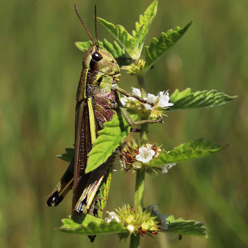 Large marsh grasshopper (Stethophyma grossum) | VNP Stiftung