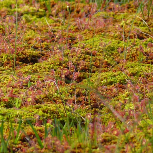 Carpet of various sphagnum mosses | VNP Verein Naturschutzpark