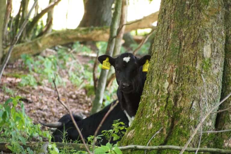 VNP School Farm Animals: Calf in the woodland pasture | VNP Children's Academy