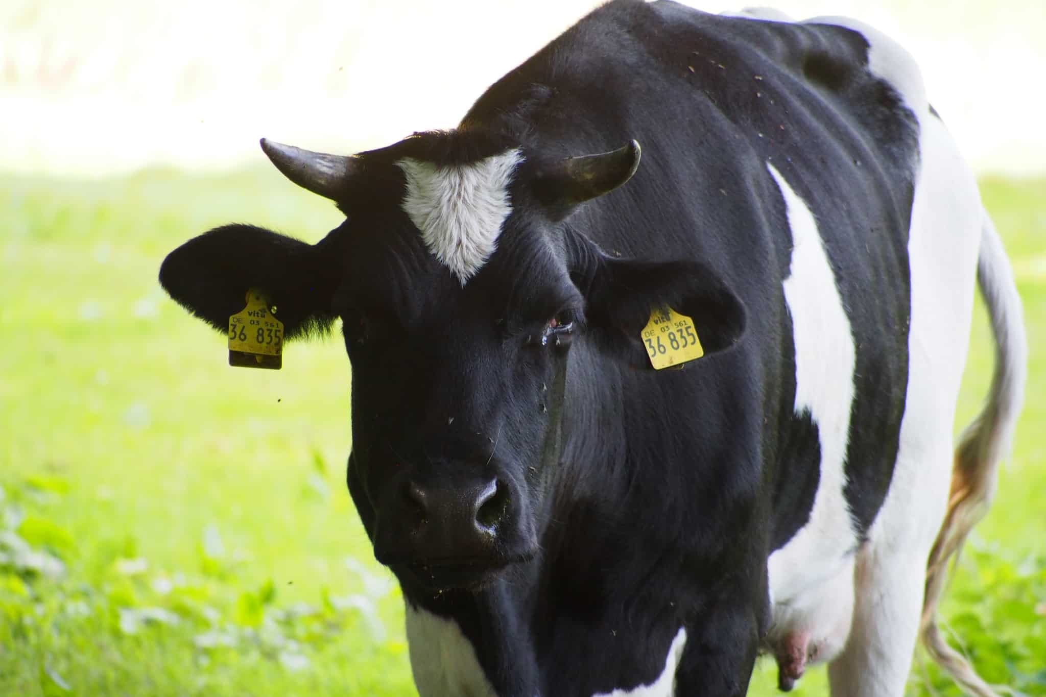 VNP School Farm Farm Animals: Black and white lowland cattle | VNP Children's Academy
