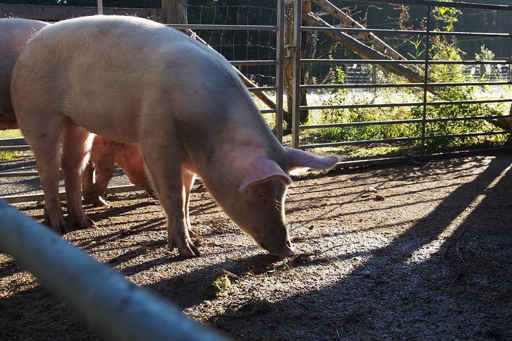VNP School Farm Animals: Pigs | VNP Children's Academy