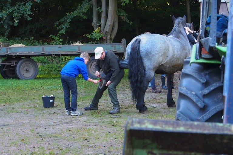 VNP School Farm: Teamwork also in caring for the horses | VNP Children's Academy