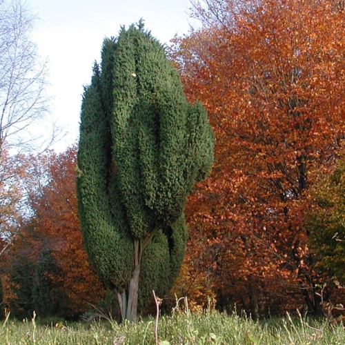 Wacholder (Juniperus communis)