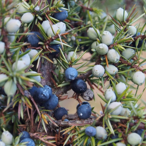 Juniper with berries | VNP Verein Naturschutzpark