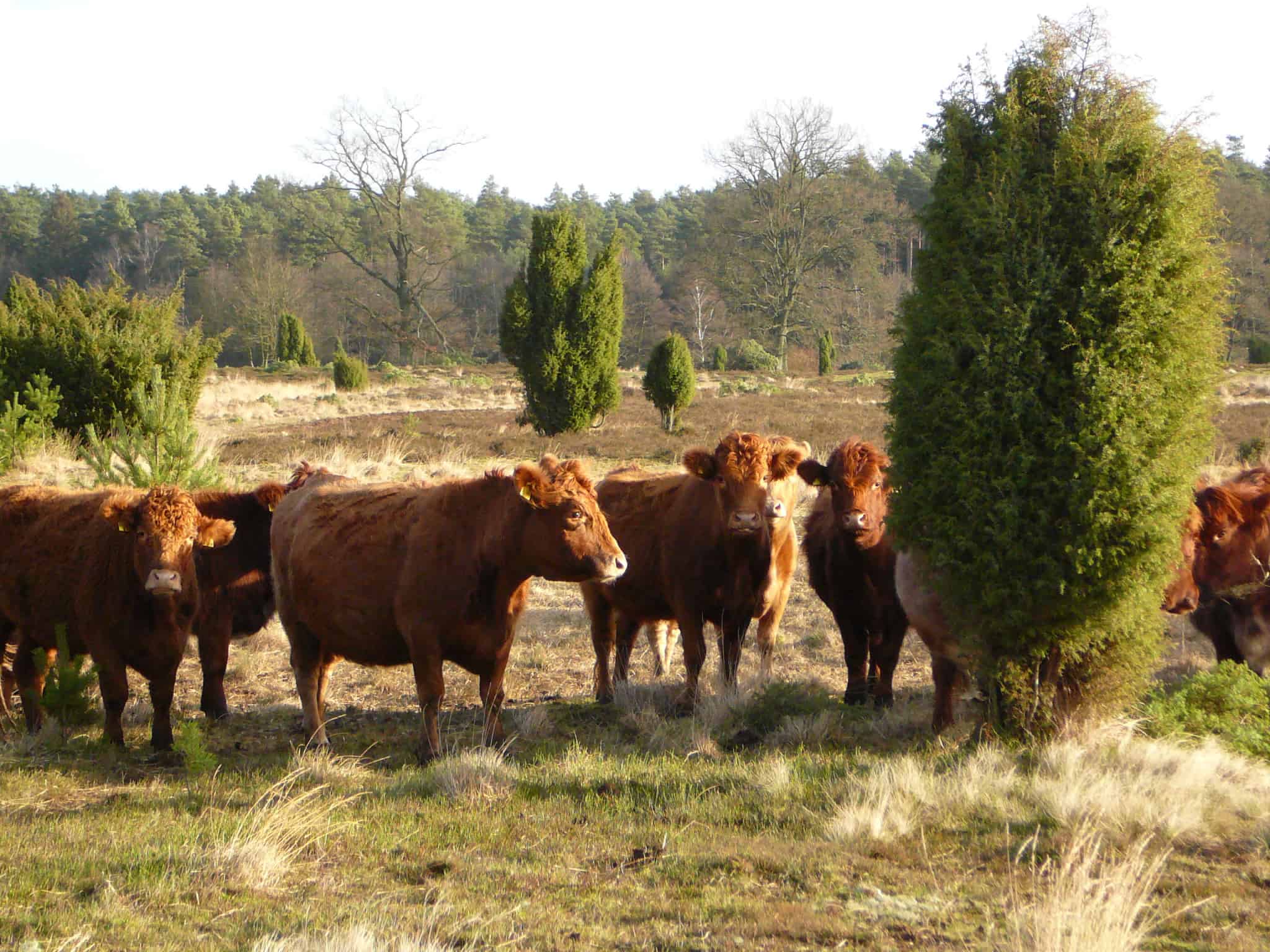 Wilseder Rote cattle in the heath | VNP Stiftung