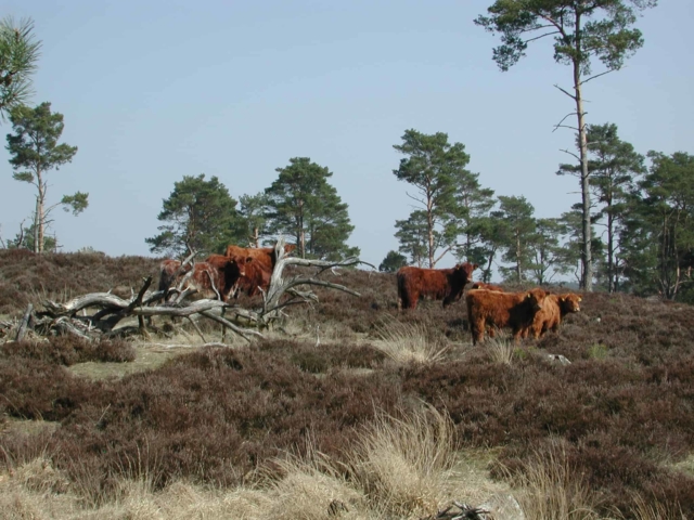 Wilseder Rote cattle in the pine tree heath | VNP Stiftung