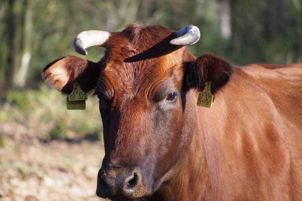 Beweidung mit Rindern | VNP Stiftung Naturschutzpark