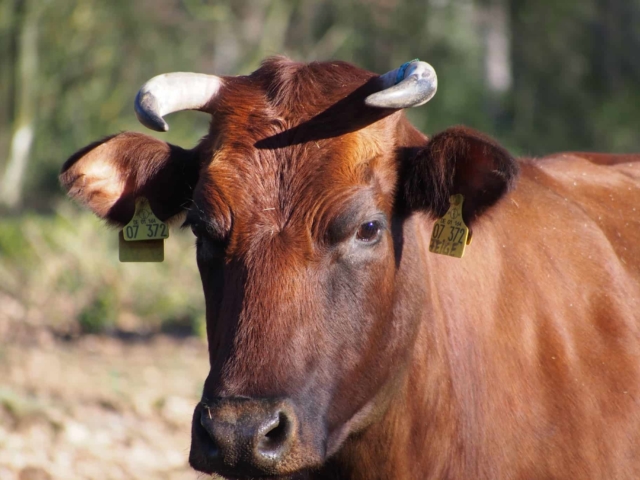 Grazing with cattle | VNP Stiftung Naturschutzpark