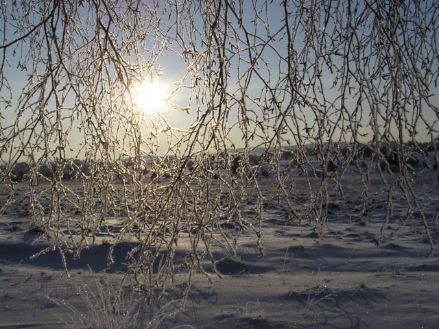 Winter landscape with hoarfrost | Photo: VNP Stiftung Naturschutzpark Lüneburger Heide