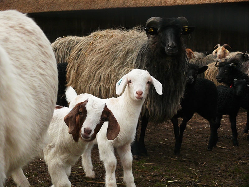 Goat kids | VNP Stiftung